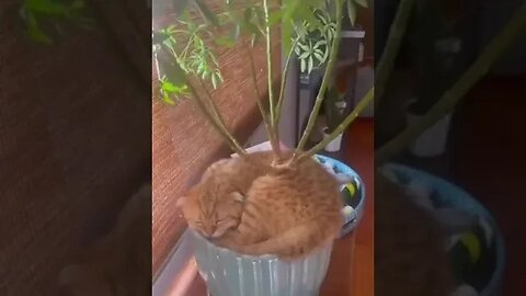 VOCÊS JÁ VIRAM ESSAS PLANTAS? NOVIDADE NO MERCADO! #shorts #planetaanimalshorts #eulovegatos