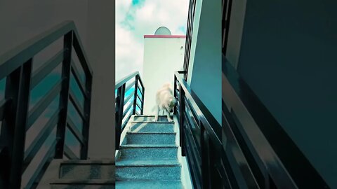 Golden Retriever | Playing Catch | #goldenretriever #shorts