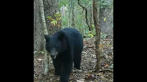 Oversized load. This bear is hungry!