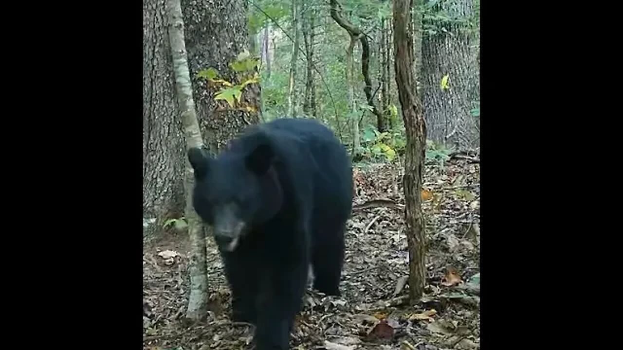 Oversized load. This bear is hungry!