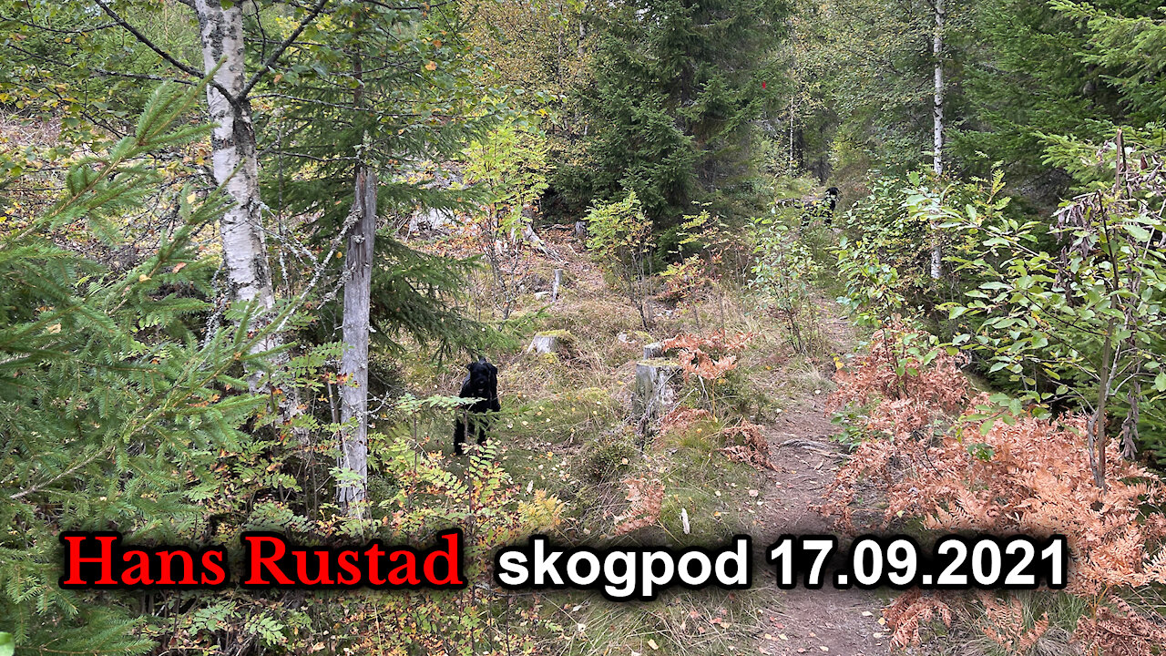 Skogpod 17. september: Demokrati på prøve