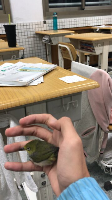 A bird flew to my classroom