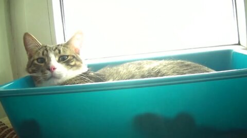 I Will Sleep in the basin on the Window Sill