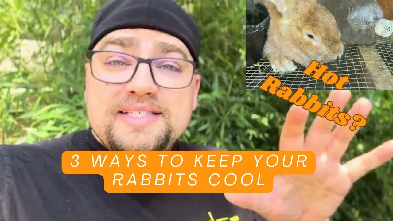 3 Ways To Keep Your Rabbits Cool | Sovereign Provisions Homestead