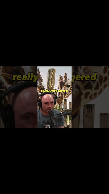 Joe Rogan About Zoos: Animal Fascination vs. Animal Prison - #JRE #1297
