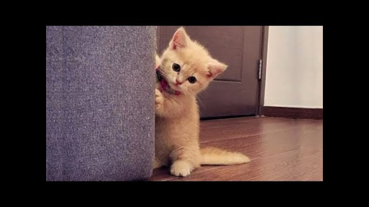 Chat Mignon ✪ Chat Drôle ✪ Vidéo De Chat À Mourir De Rire n°13