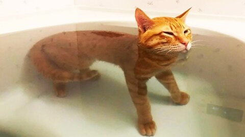 Funniest Cats 😹 - Don't try to hold back Laughter 😂 - Funny Cats Hack – 148