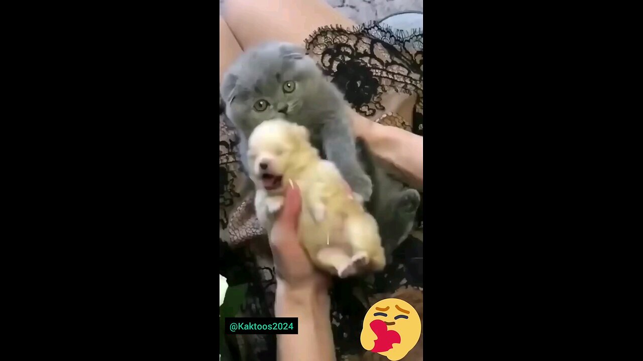animal