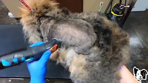 FREE # Groom # # Matted # Pomeranian # Shave # Down # Came Off In One Piece CC