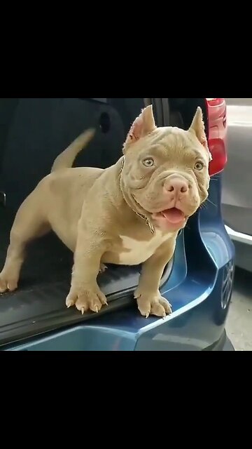 what a precious lil beastie ♥️