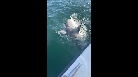 Catching a Bull Shark