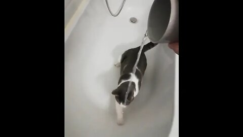 Attack Cat