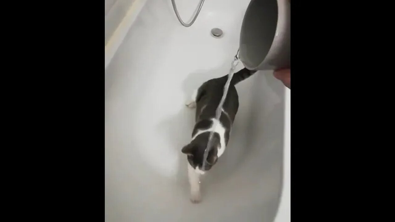 Attack Cat