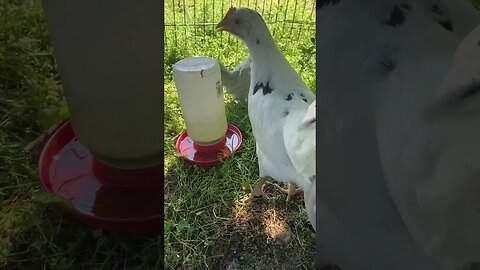 Big difference between the the sizes of breeds 🥰 #chicks #chicken #bahamas