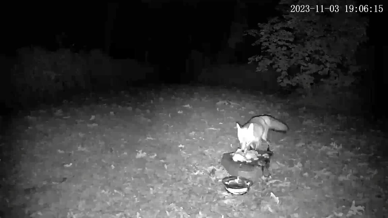 Fox Protecting Food