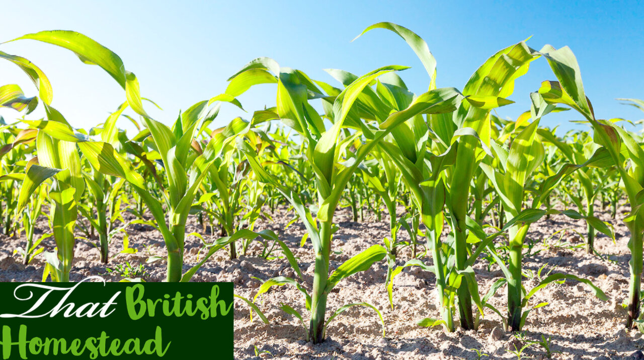 Sweetcorn planting and lots more weeding