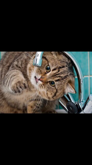 Cats drink water