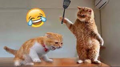 Funny Cute Cat Videos #shorts #youtubeshorts #ytshorts