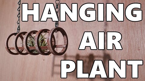 Hanging air plant