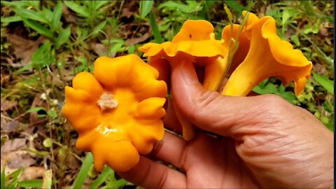 Picking Chanterelle to transplant in my backwood.