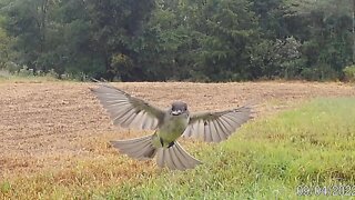 Bird Coming in HOT with a cricket!! Tactacam Reveal X trail camera