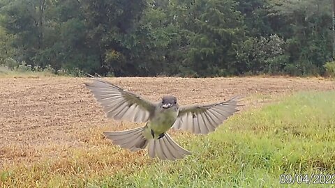 Bird Coming in HOT with a cricket!! Tactacam Reveal X trail camera