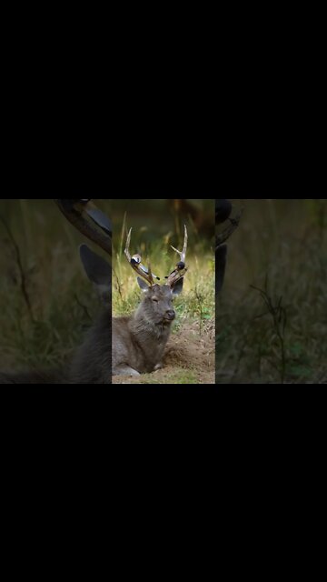 उनका तालमेल देखने में बेहद खूबसूरत हैTheir harmony is so beautiful to see සමගිය බලන්න කොච්චර ලස්සනද