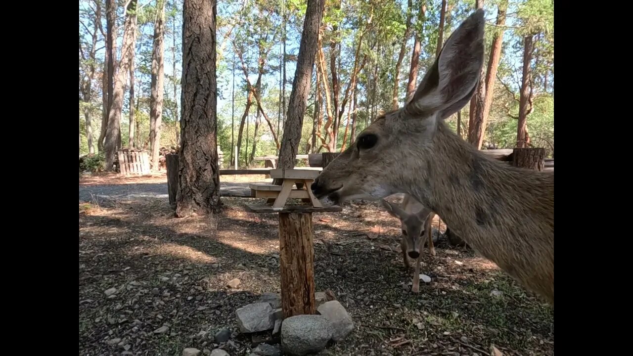 DOE AND FAWNS take it easy at SWEET HOME on this day.