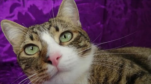 Cat Photography 3