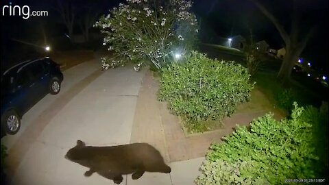 Bear seen in Palm Harbor