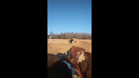 Happy cows and calves.