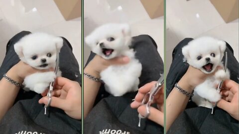 Angry Pomeranian Boo Dog funny moment