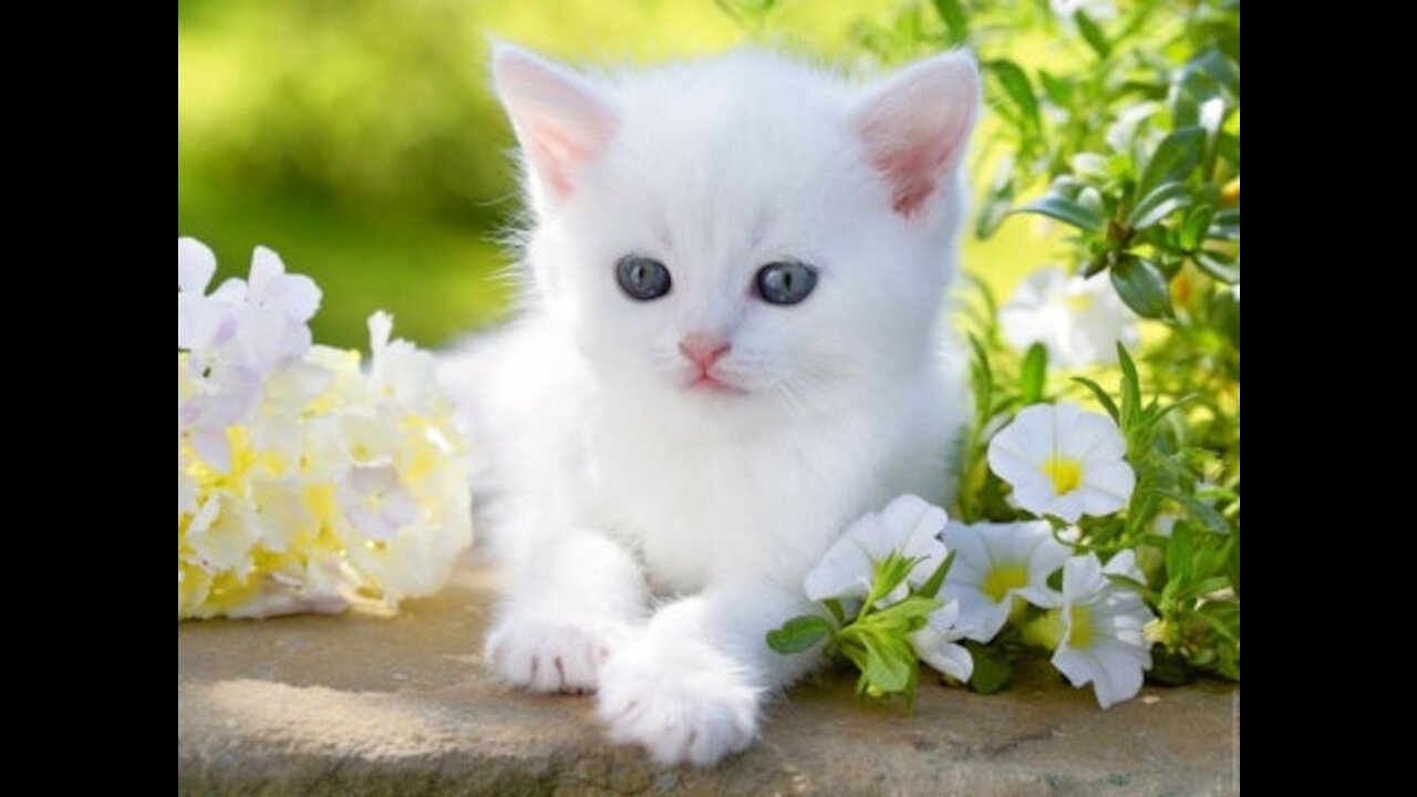 BEAUTIFUL CATS