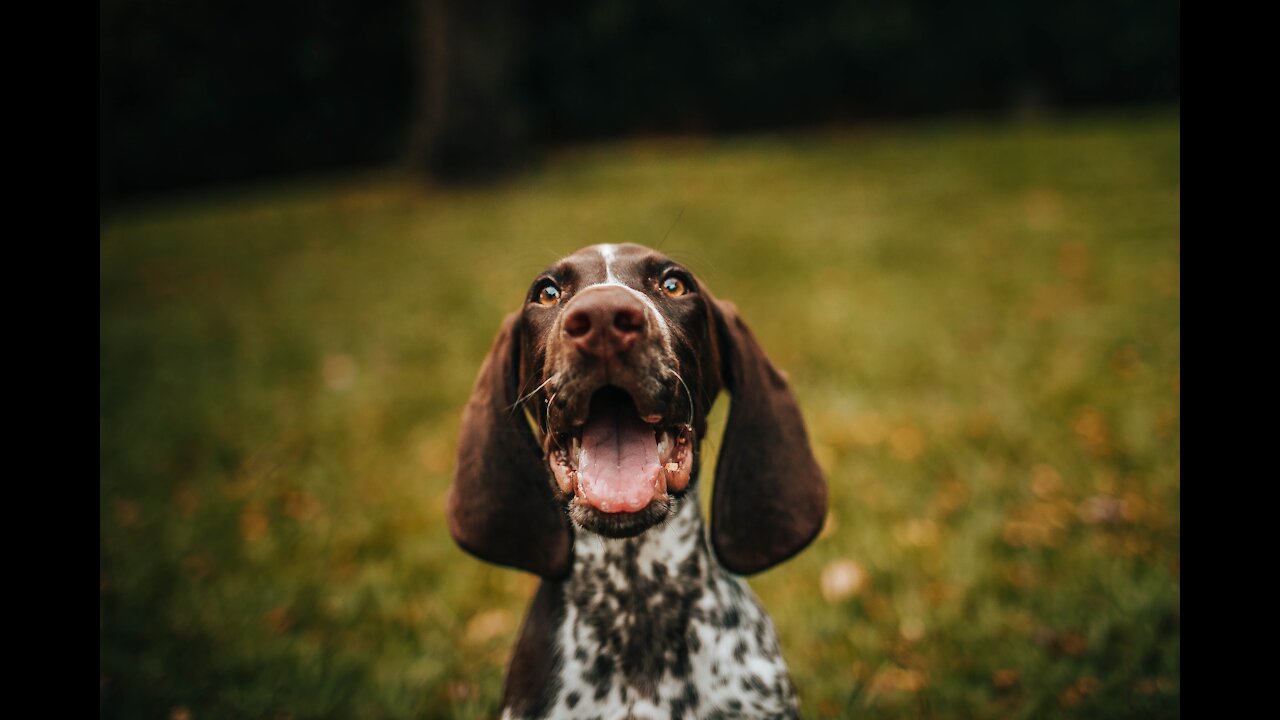 I Filmed My Dog Whenever He Cried Or Was Nasty For 24 Hours