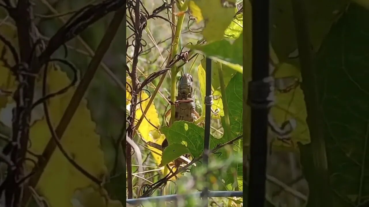 AN ITERESTING VIEW OF A GRASSHOPPER (09/28/23)