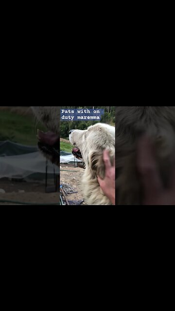 Livestock guardian dog is very distracted on duty at nightfall #maremma #livestockguardiandog