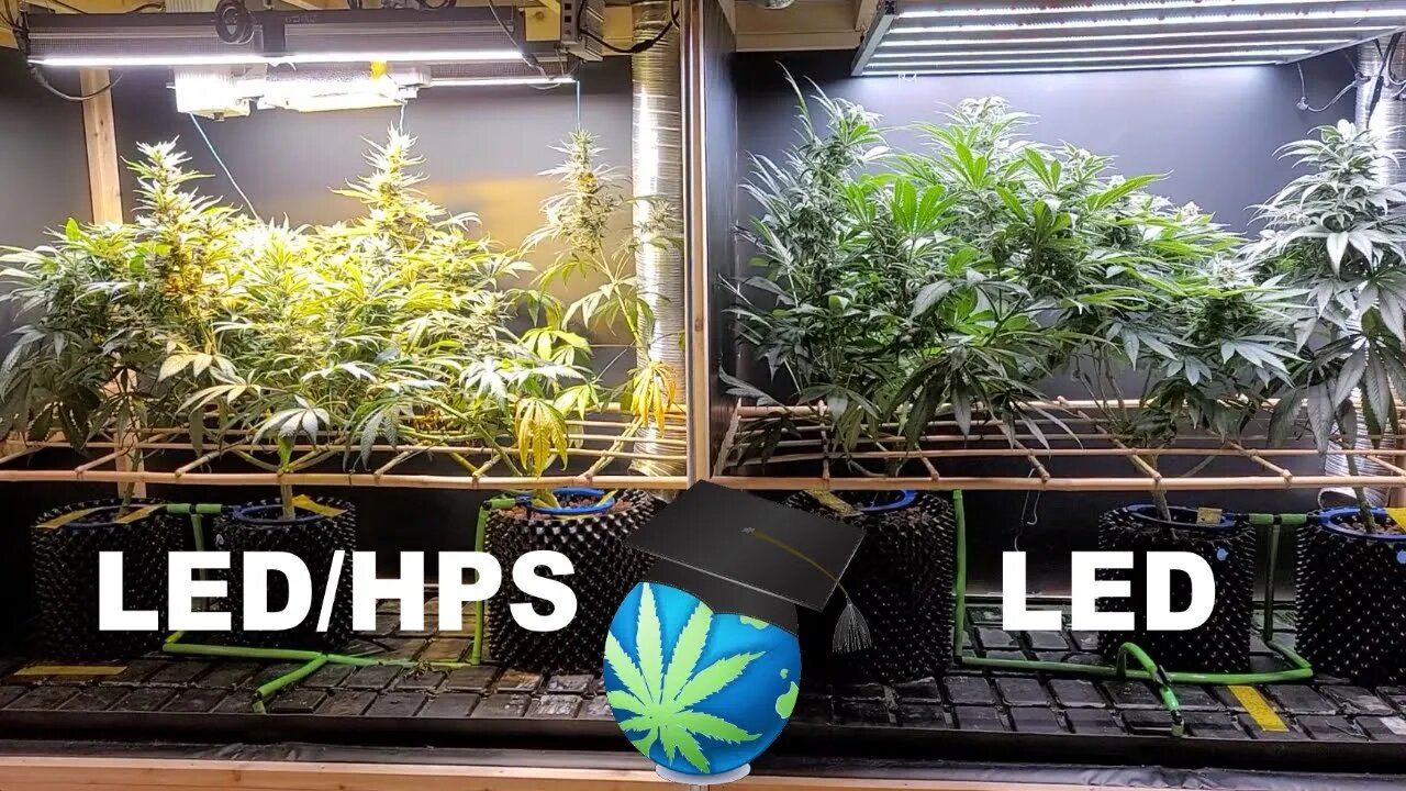 LED/HPS Flwr Mix Grow - 5.5 Wks Into FLOWER Ft. Mars Hydro SP6500