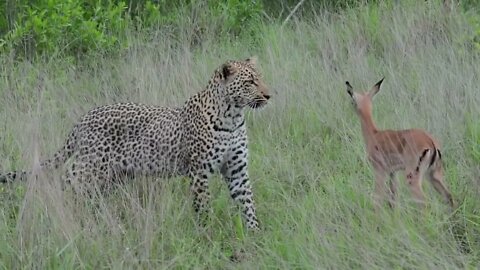 Incredible footage of leopard behaviour during impala kill - Sabi Sand Game Reserve, South Africa-8