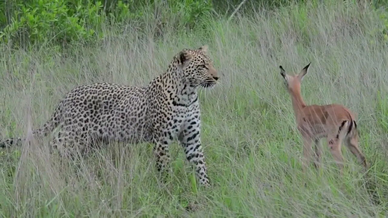 Incredible footage of leopard behaviour during impala kill - Sabi Sand Game Reserve, South Africa-8