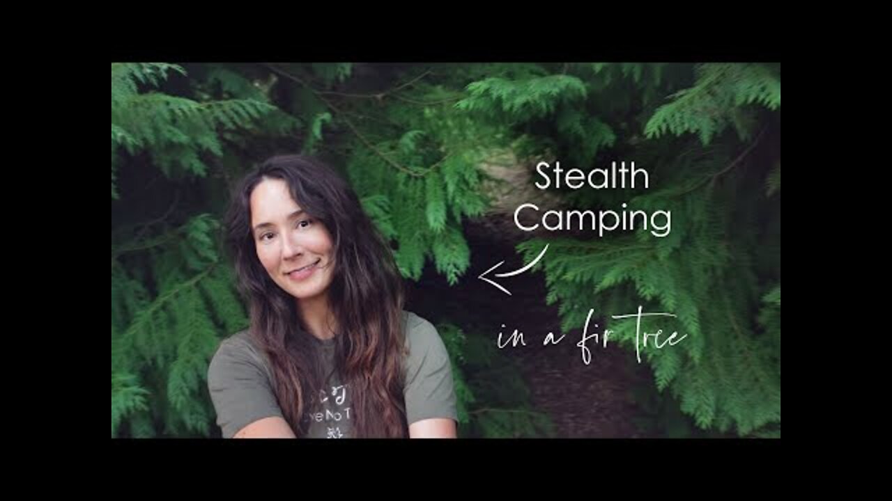 Stealth Wild Camping in a Fir Tree