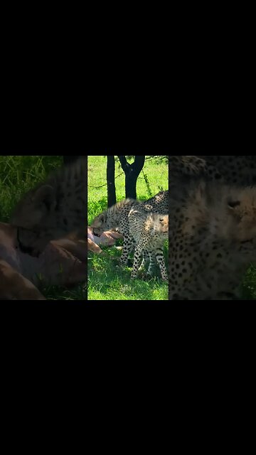 Eating Before The Food Is Ready #shorts | #ShortsAfrica