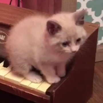 Mozart Kitten In Action