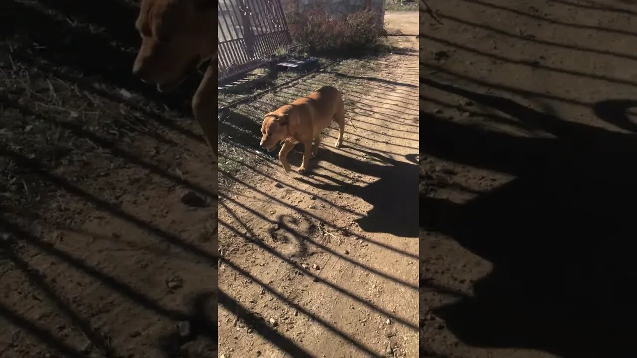 Happy Good Old Boy Fat Al The Rescue Mutt