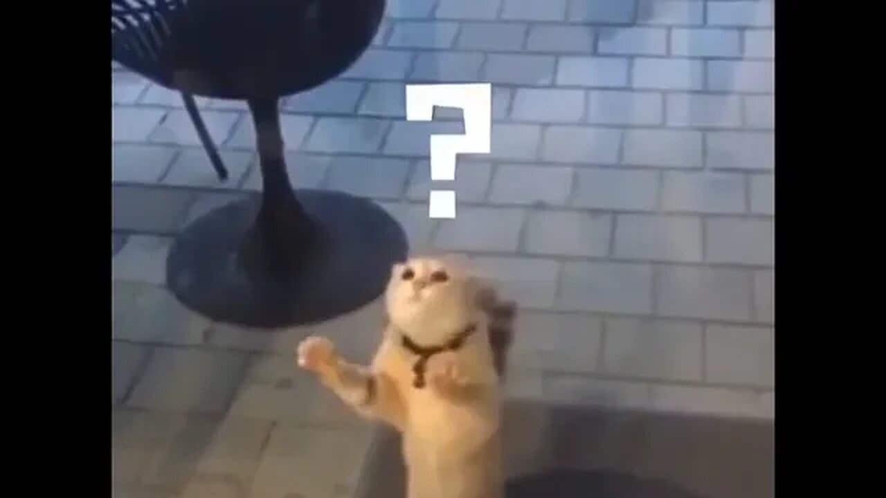 PLAYING CAT VIDEO MEAWWW