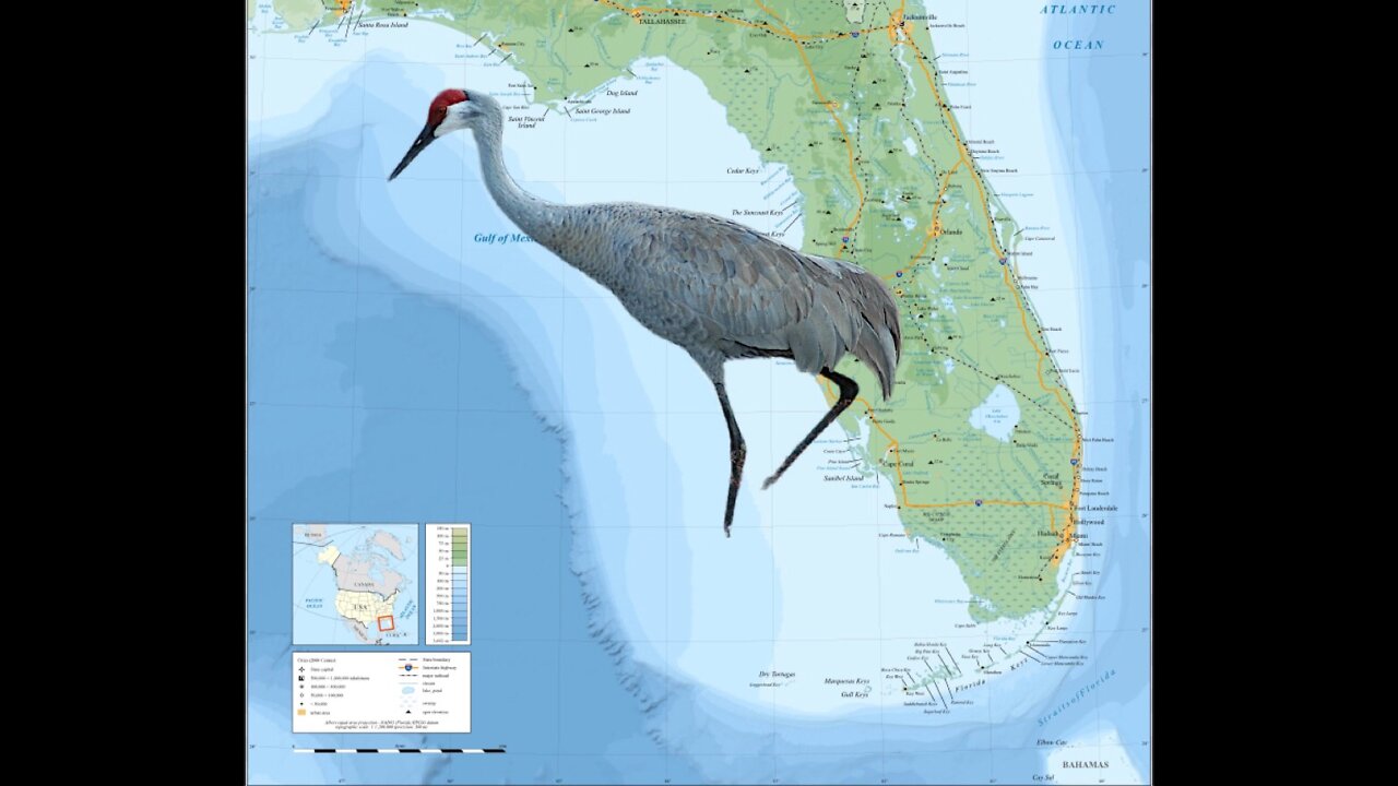 Florida Man ep.1: SUED!!!