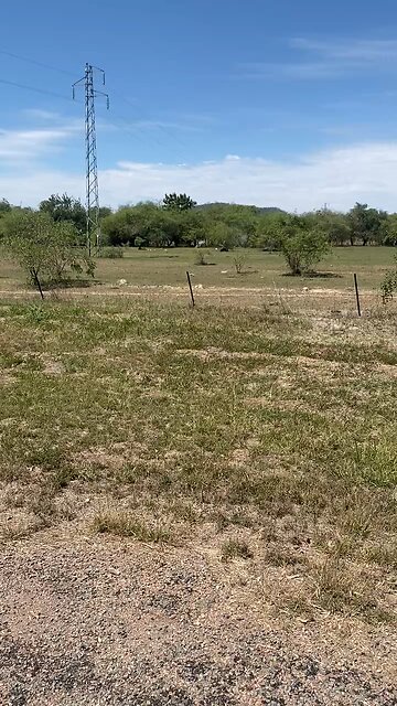 pigs out in the open