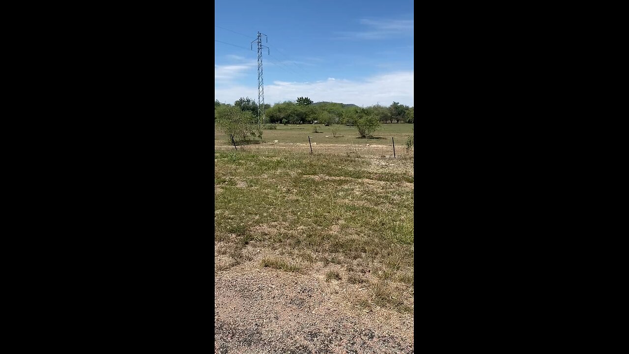 pigs out in the open