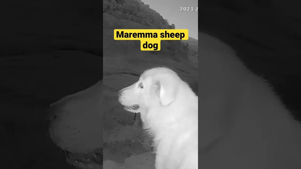 Maremma on guard duty