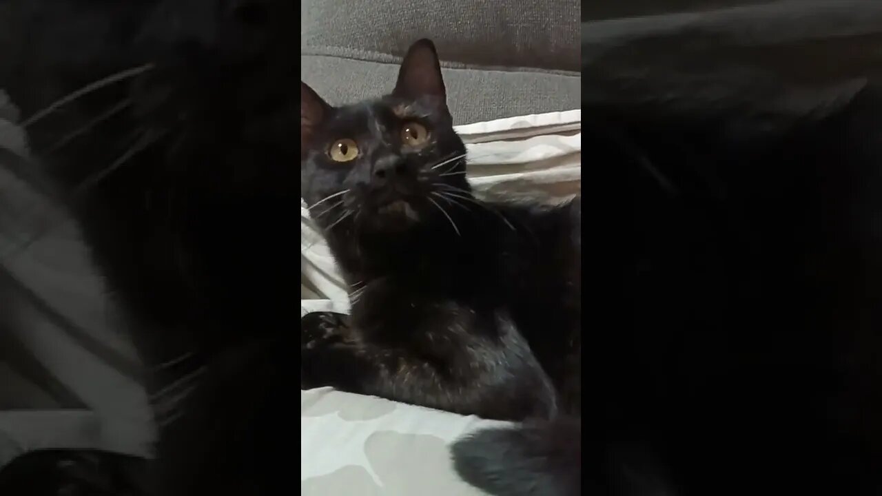 try not to laugh,funny cats,funny pets