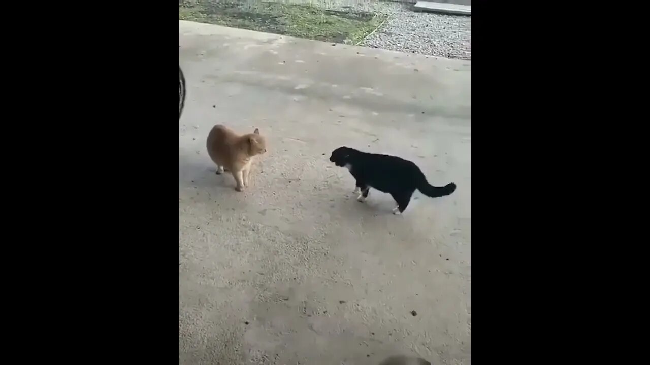 Little Puppy 🐕 disturbing two cute Cat 🐈 Couple 😂 | #Shorts #Animals #Pets